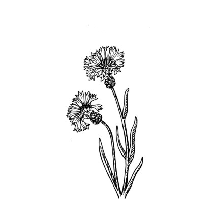 Штамп KatrinCraft "Василек"