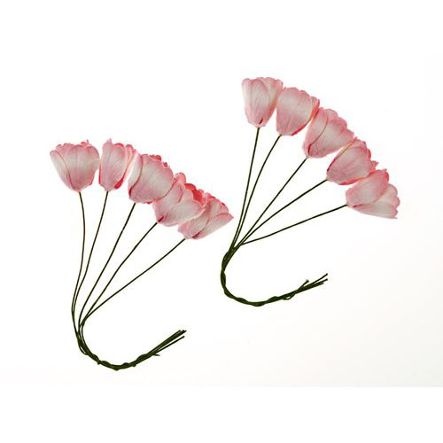 Тюльпаны Scrapberrys, цвет бело-розовый, 10 штук