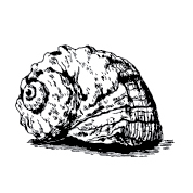 Штамп "Ракушка маленькая"