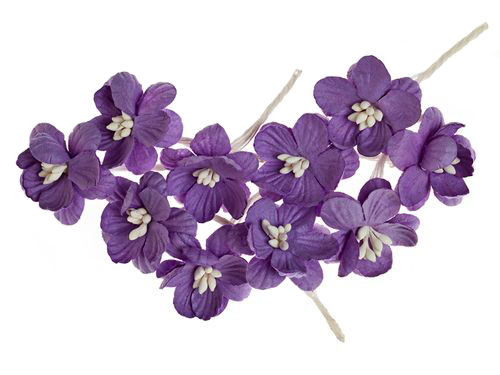 Цветы вишни Scrapberrys, лаванда