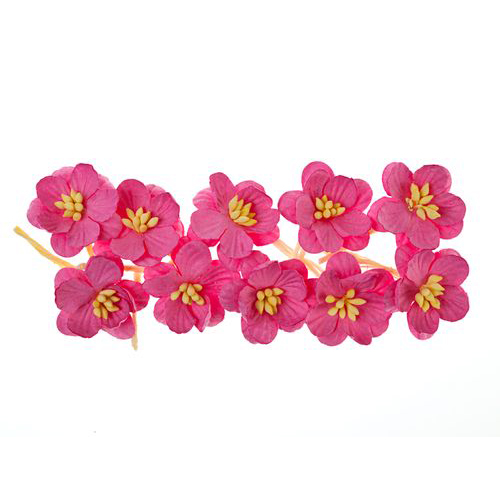 Цветы вишни Scrapberrys, яркий розовый