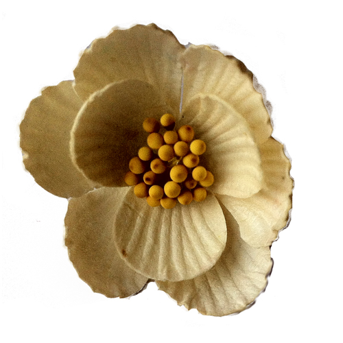 Цветок магнолии. Цвет кремовый