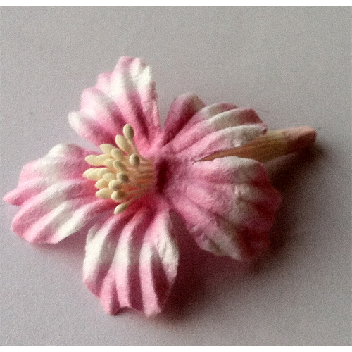 Цветок сакуры. Цвет белый с розовым