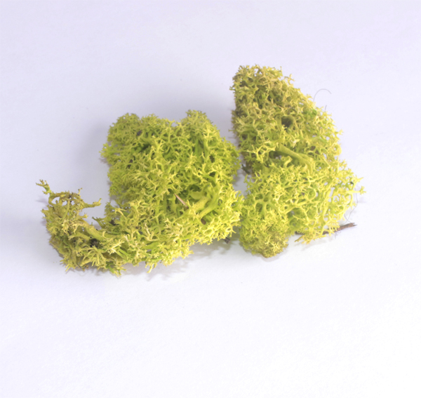 Мох натуральный для декора, цвет салатовый