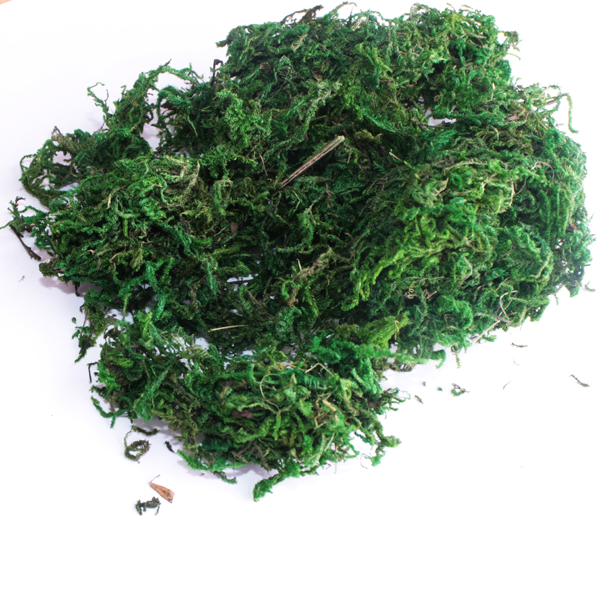 Мох сухой, цвет зелёный
