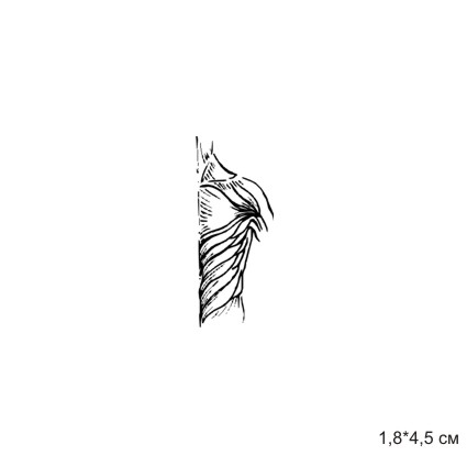 Штамп Stylish Stamps "Мышцы человека № 02"