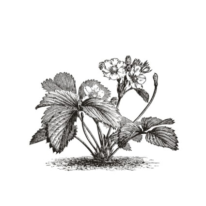 Штамп Stylish Stamps "Клубника № 01"