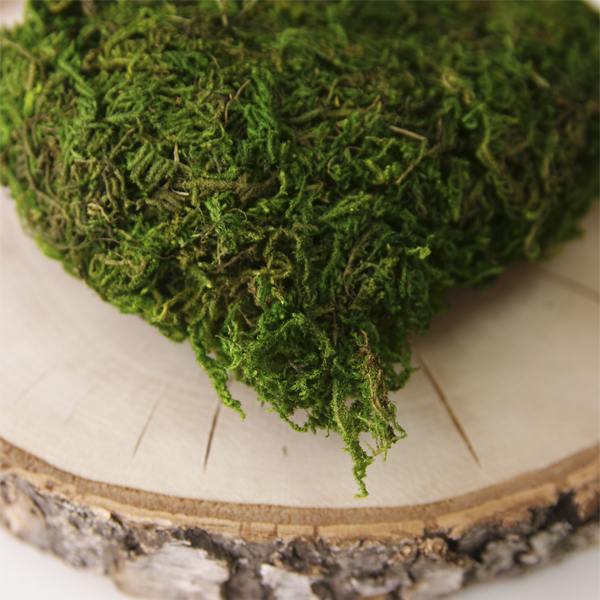 Мох натуральный для декора, цвет зелёный