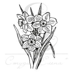 Штамп "Нарциссы мал."