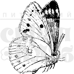 Штамп "Бабочка 3"