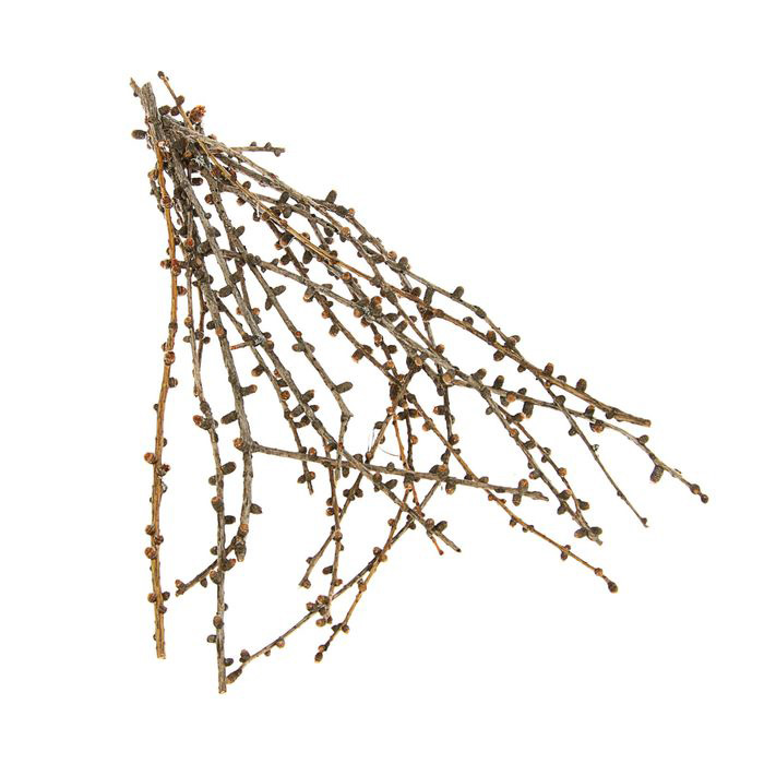 Ветки лиственницы 20см
