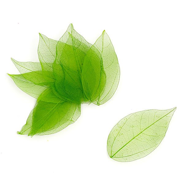 Набор скелетированных листиков, цвет зелёный