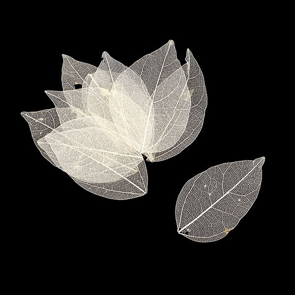 Набор скелетированных листиков, цвет кремовый