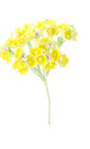 Букетик тканевых цветов "Алиссум", цвет жёлтый