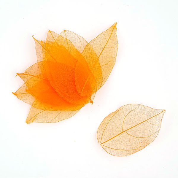 Набор скелетированных листиков, цвет оранжевый