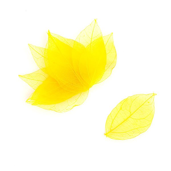 Набор скелетированных листиков, цвет жёлтый