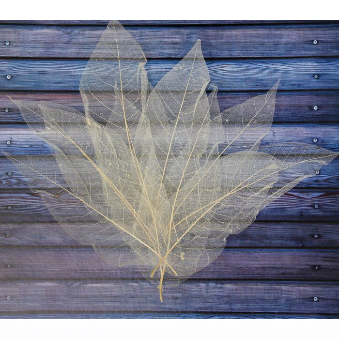 Набор крупных скелетированных листиков магнолии, цвет натуральный