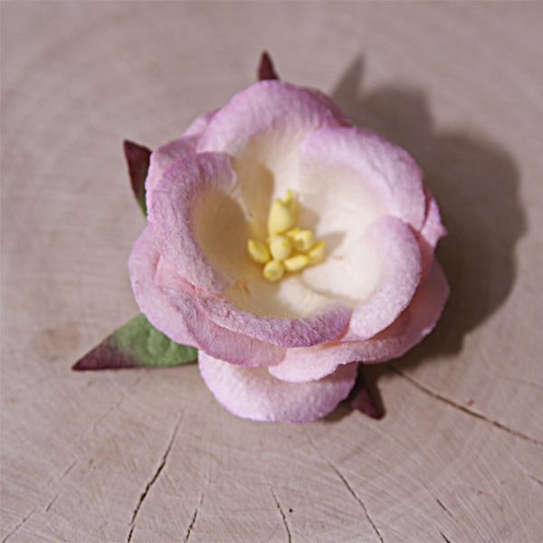 Цветок дикой розы, цвет кремовый с розовыми кончиками, 1 шт