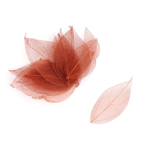 Набор скелетированных листиков, цвет какао