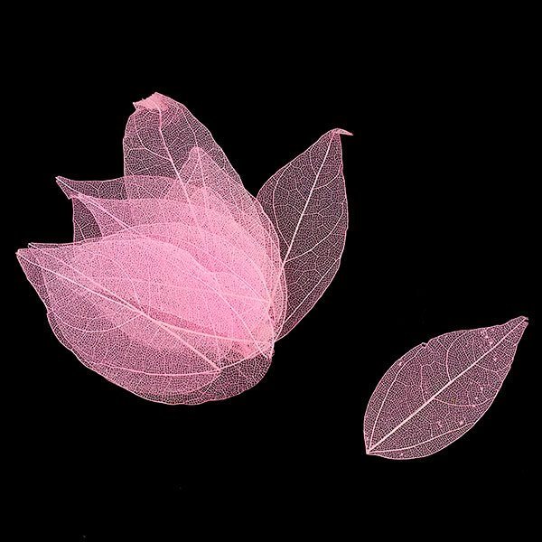 Набор скелетированных листиков, цвет розовый