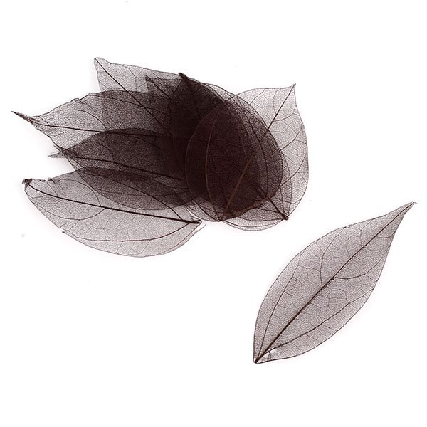 Набор скелетированных листиков, цвет чёрный