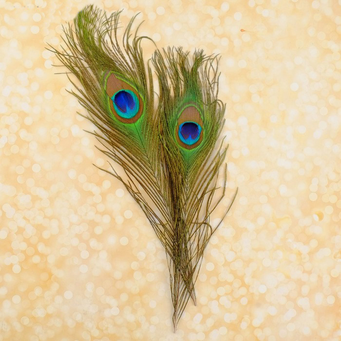 Набор перьев павлина для декора 2 шт