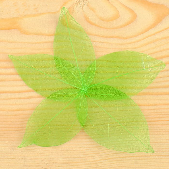 Скелетированные листочки, набор 5 шт, цвет зеленый