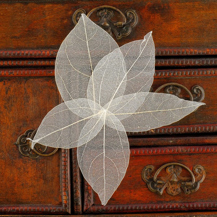 Скелетированные листочки, набор 5 шт, цвет белый