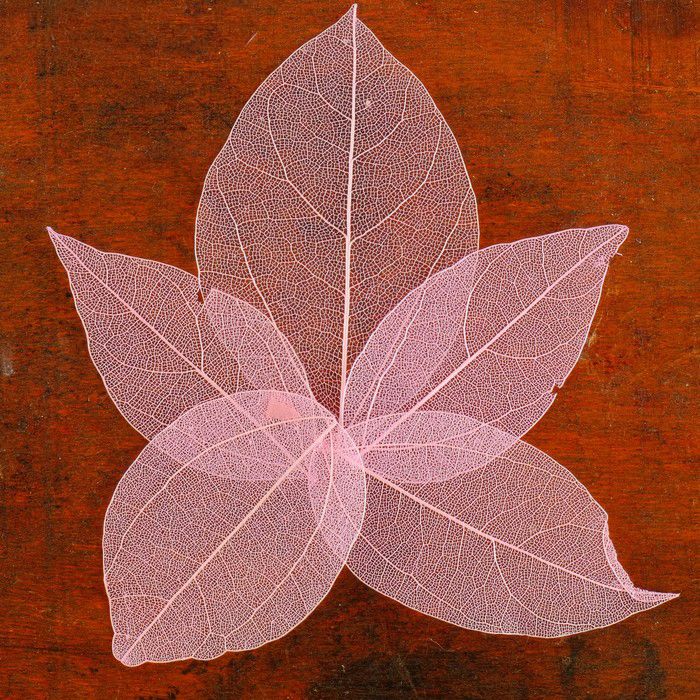 Скелетированные листочки, набор 5 шт, цвет розовый
