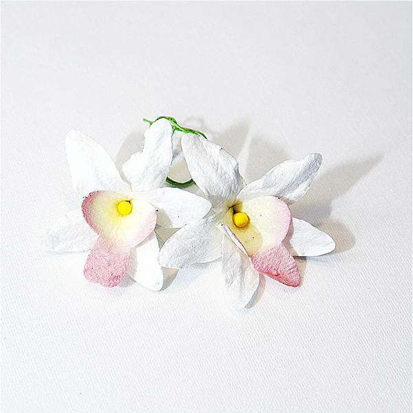 Цветы орхидеи, цвет белый с розовым