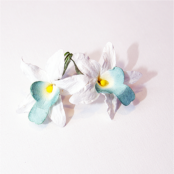 Цветы орхидеи, цвет белый с бирюзовым