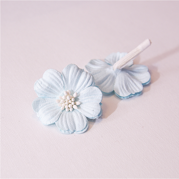 Цветок примулы, цвет нежный голубой