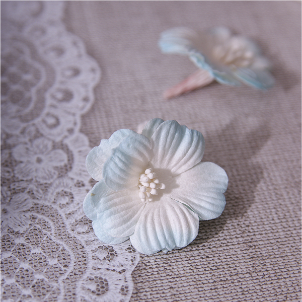 Цветок примулы, цвет белый с голубыми кончиками