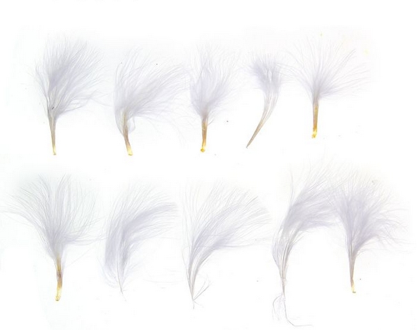 Набор перьев , цвет белый, 7*7 см