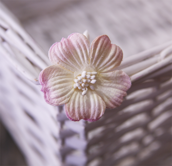 Цветок примулы, цвет ваниль с розовыми кончиками