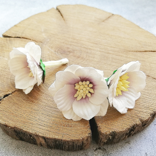 Цветок сенполии белый с сиреневой серединкой