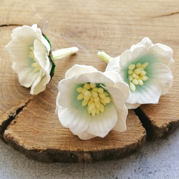 Цветок сенполии белый с голубой серединкой