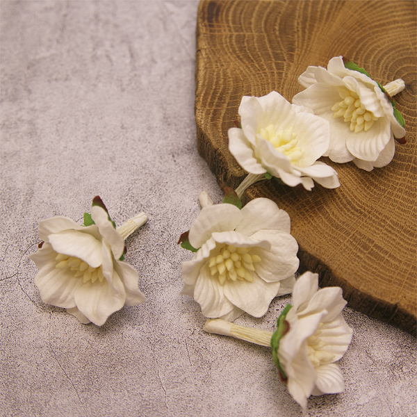 Цветок сенполии белый с белой серединкой