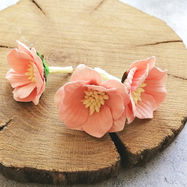 Цветок сенполии розово-персиковый