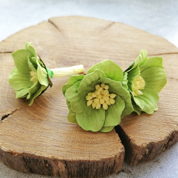 Цветок сенполии весенний зелёный