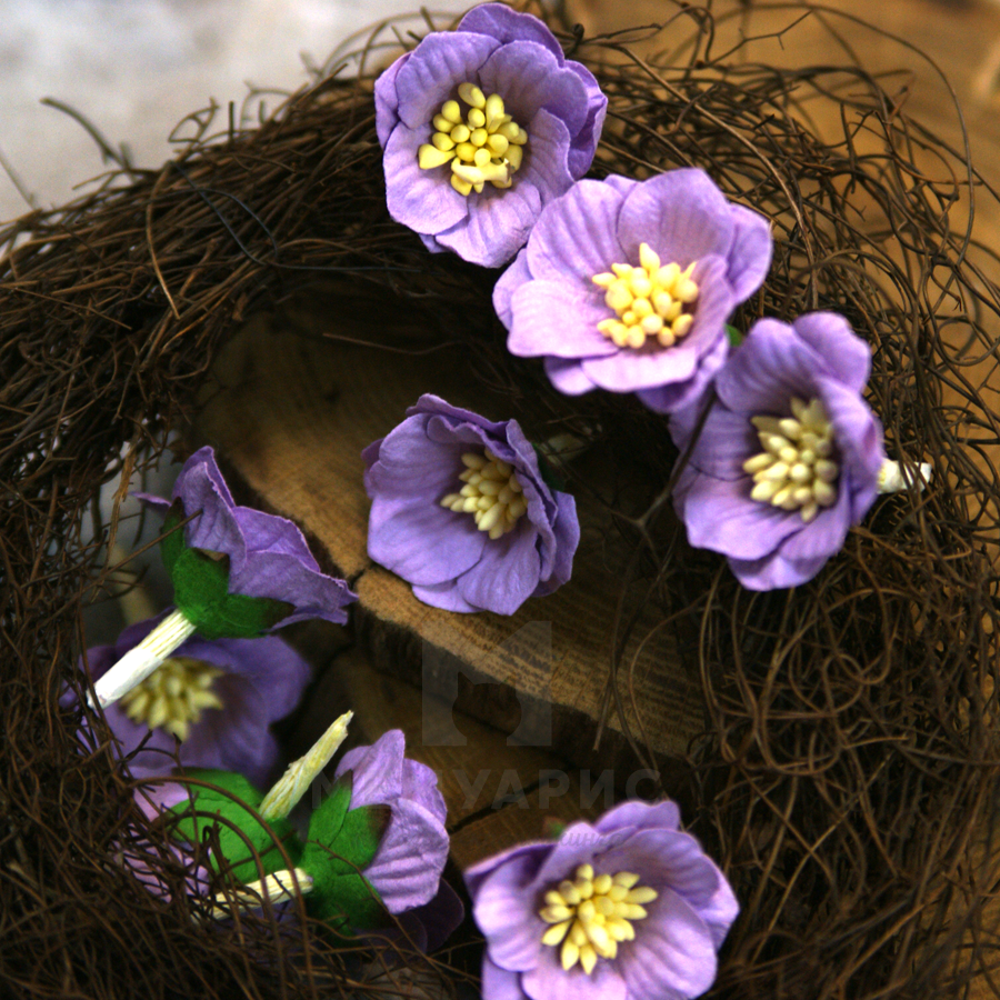 Цветок сенполии сиреневый