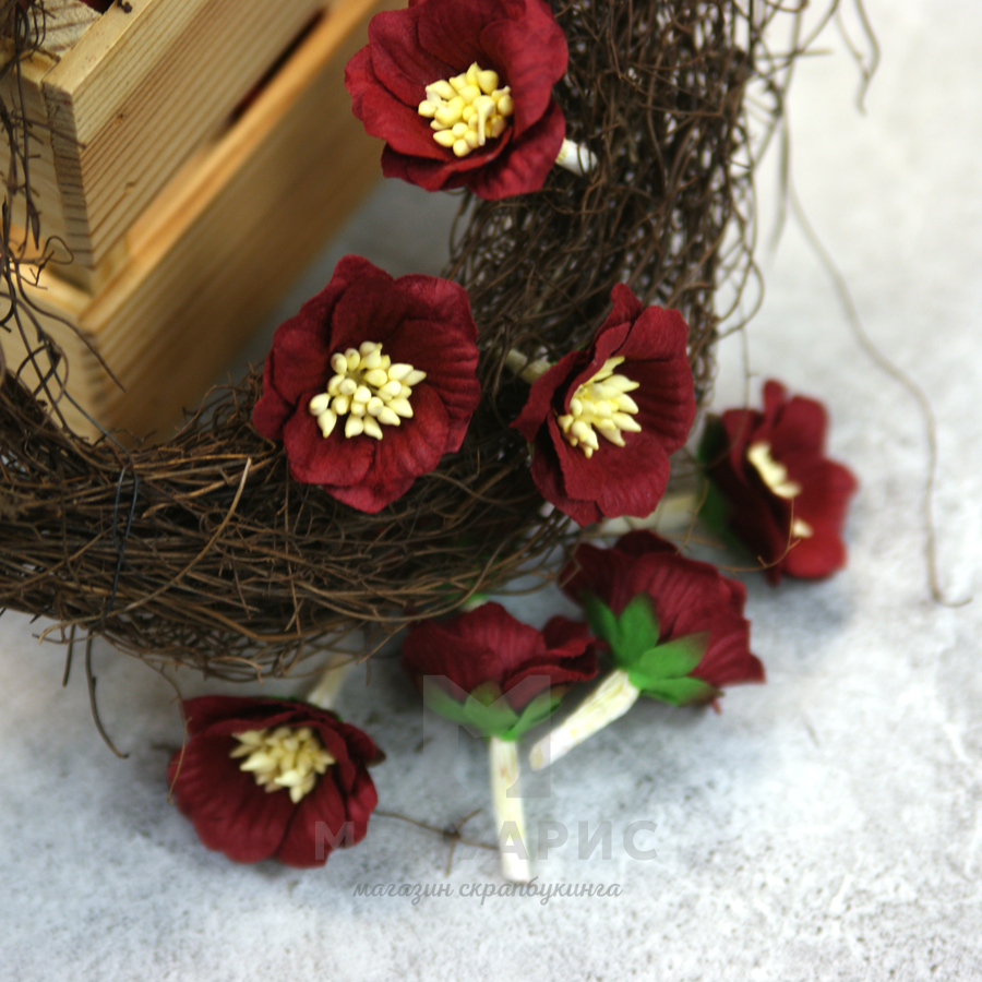 Цветок сенполии бордовый