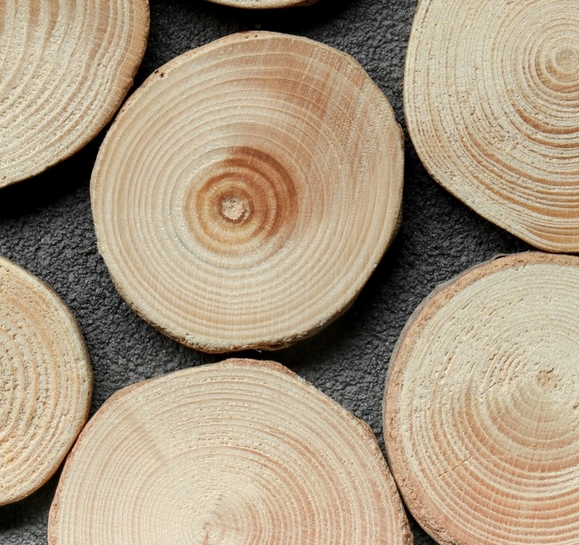 Спил "Еловый", 5 шт