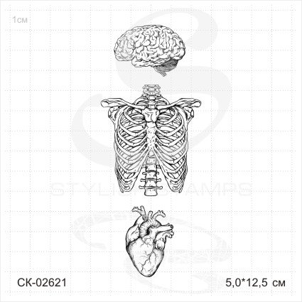 Штамп Stylish Stamps "Анатомический набор (органы)"