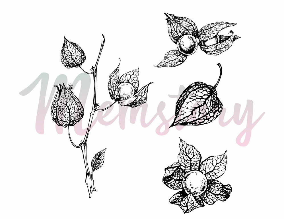 Набор штампов Memstory "Физалис"