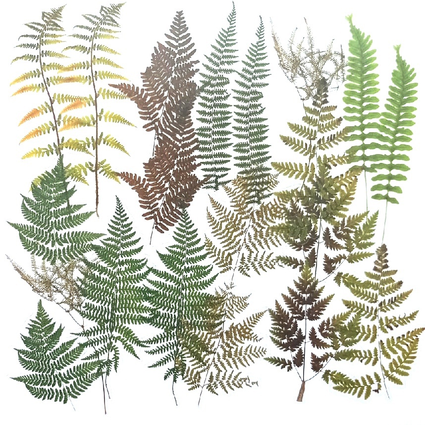 Ацетатные вырубные элементы на клеевой основе "Папоротник"