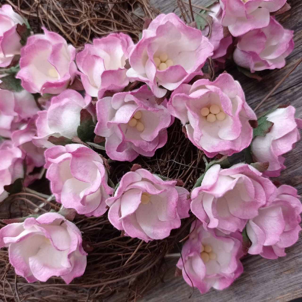 Цветок яблони Белый с розовым