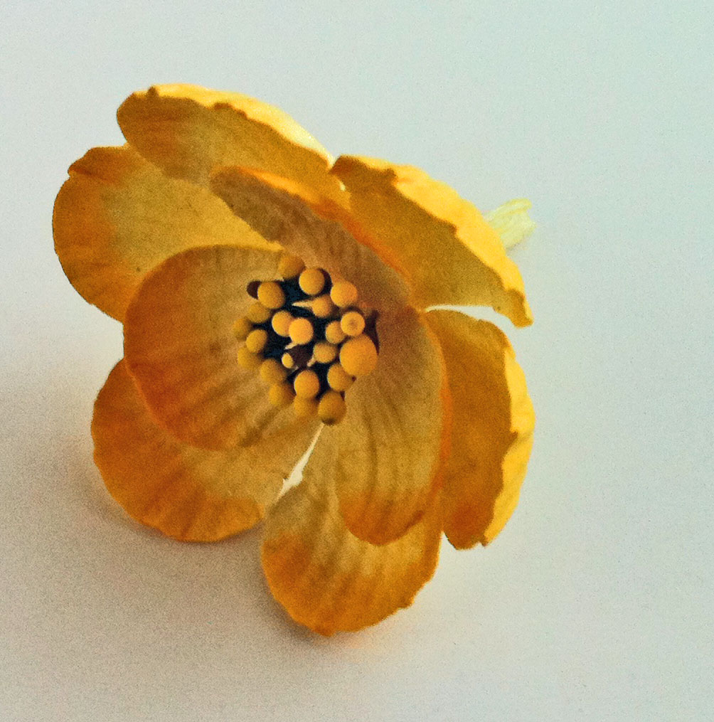 Цветок магнолии. Цвет желтый