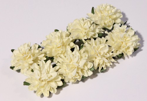 Астры Scrapberrys, цвет кремовый