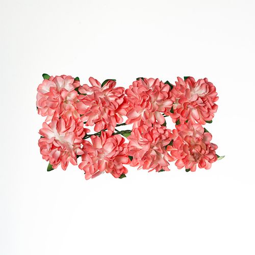 Астры Scrapberrys, цвет нежно-розовый (коралловый)